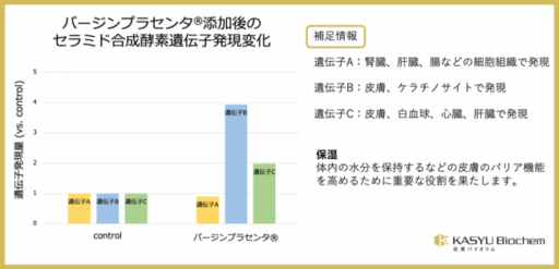バージンプラセンタ添加後のセラミド合成酵素遺伝子発現変化